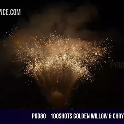 100Shots Golden willow & Chrysanthemum